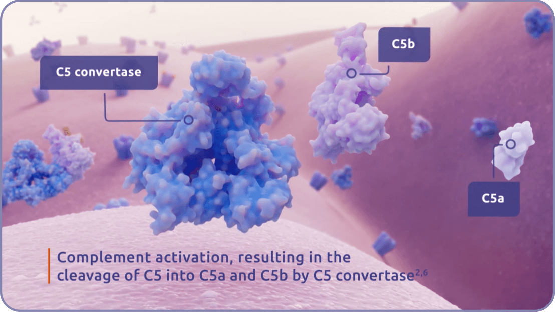 Complement activation, resulting in the cleavage of C5 into C5a and C5b by C5 convertase.