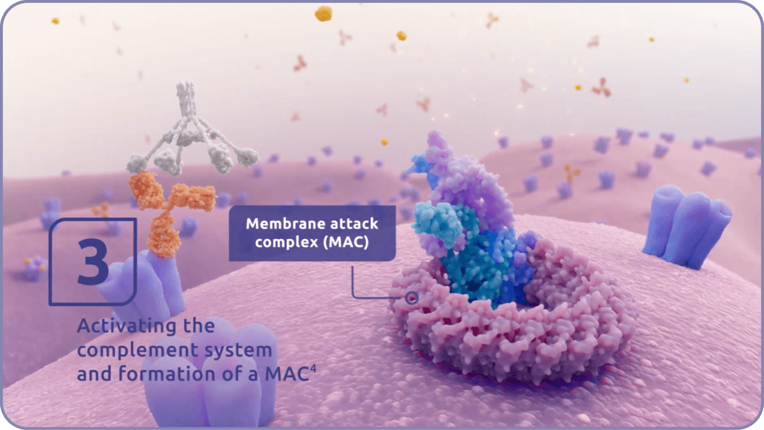 Activating the complement system and formation of a MAC.