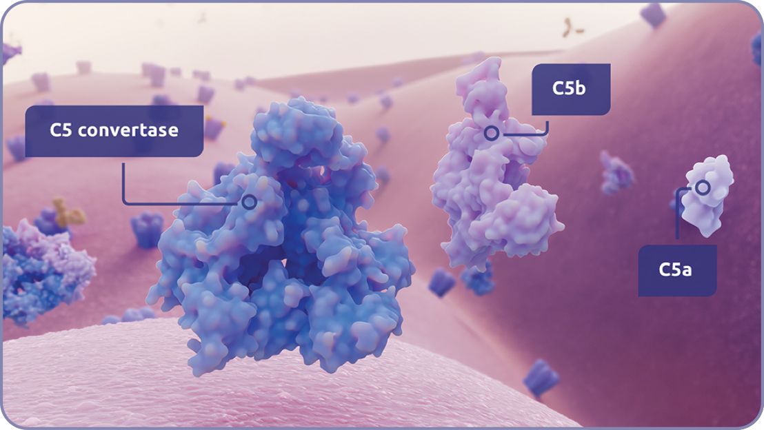 Complement activation, resulting in the cleavage of C5 into C5a and C5b by C5 convertase.