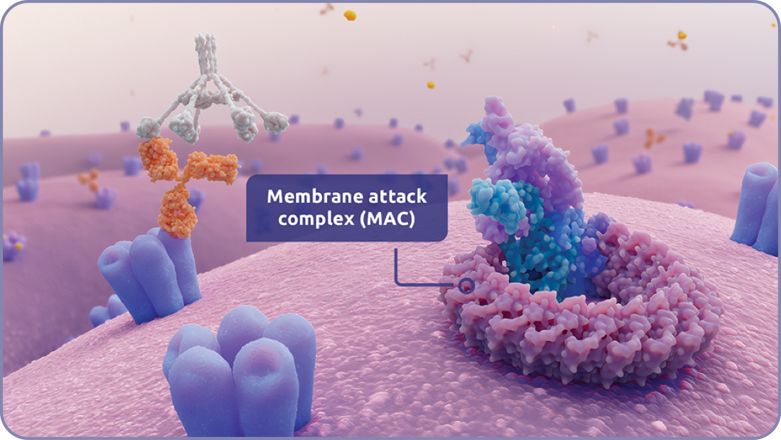 Activating the complement system and formation of a MAC.