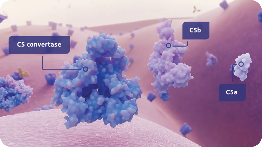 Complement activation, resulting in the cleavage of C5 into C5a and C5b by C5 convertase.
