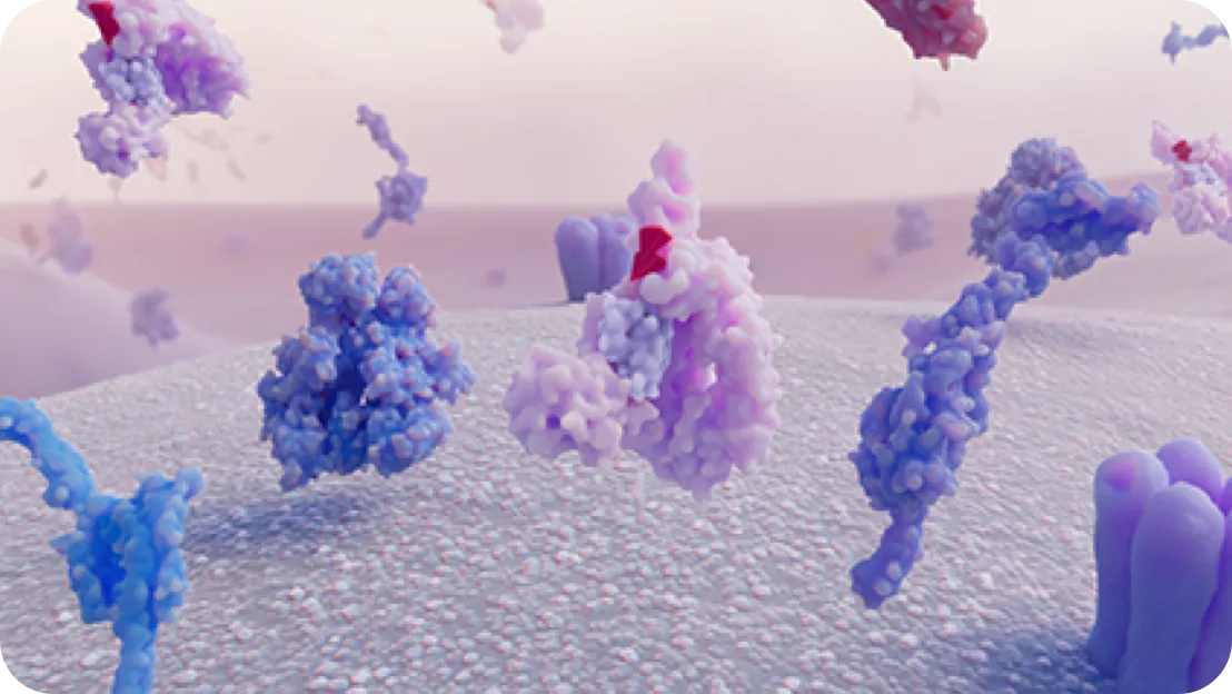 Prevents the subsequent assembly of the MAC. The precise mechanism through which ZILBRYSQ exerts therapeutic effects in gMG is unknown.