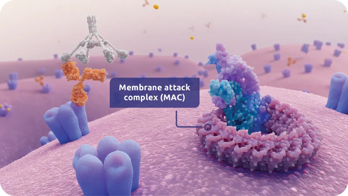 Activation of C5b within the complement cascade contributes to MAC formation.